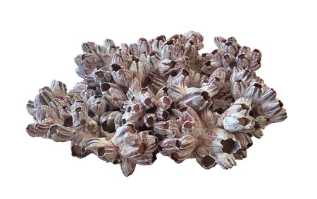 D3003 - Purple Barnacle Cluster 17”